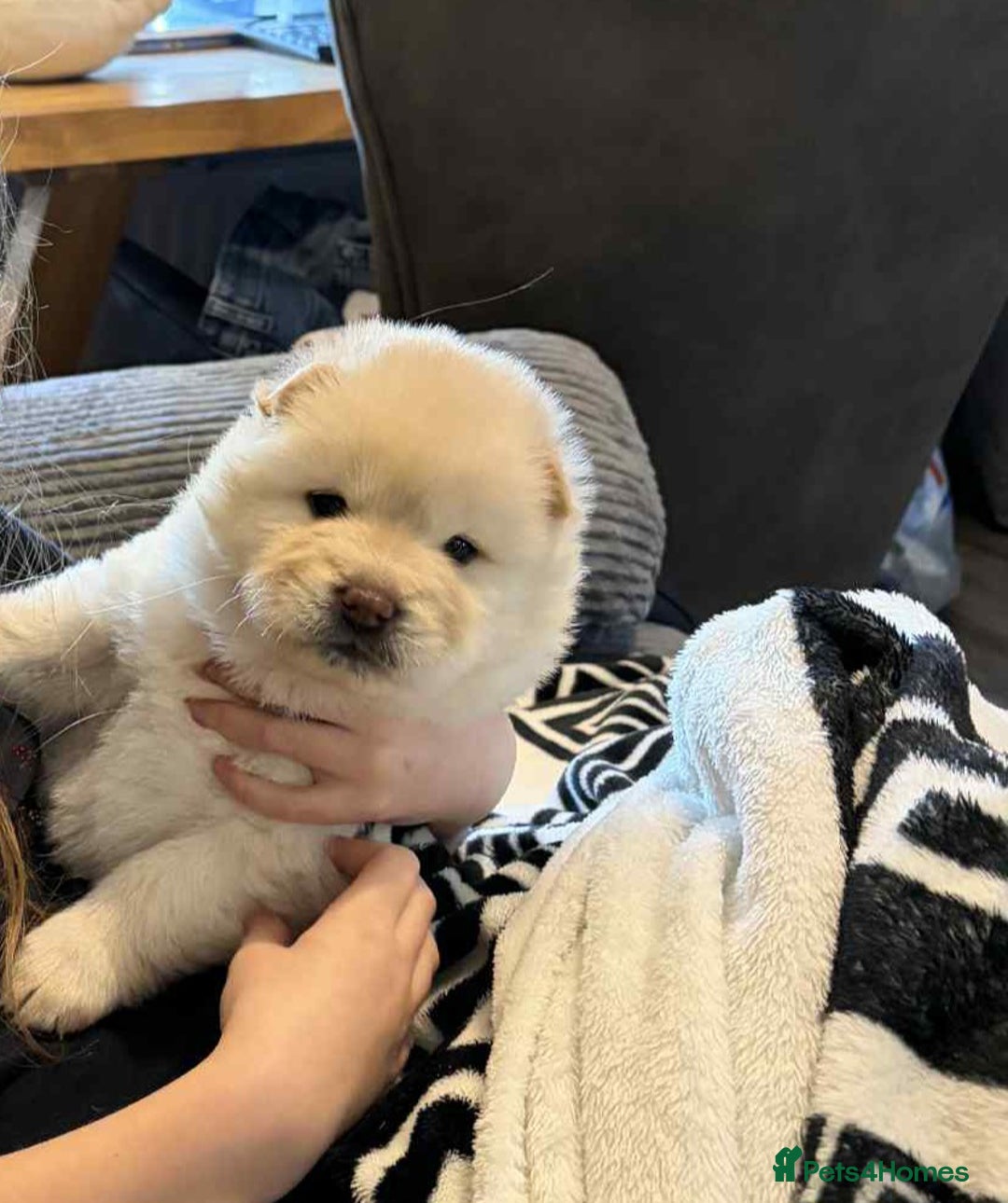 Chow Chow dogs for sale: Chow chow - Advert 1