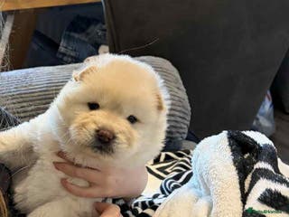 Chow Chow dogs Chow chow - Advert 8