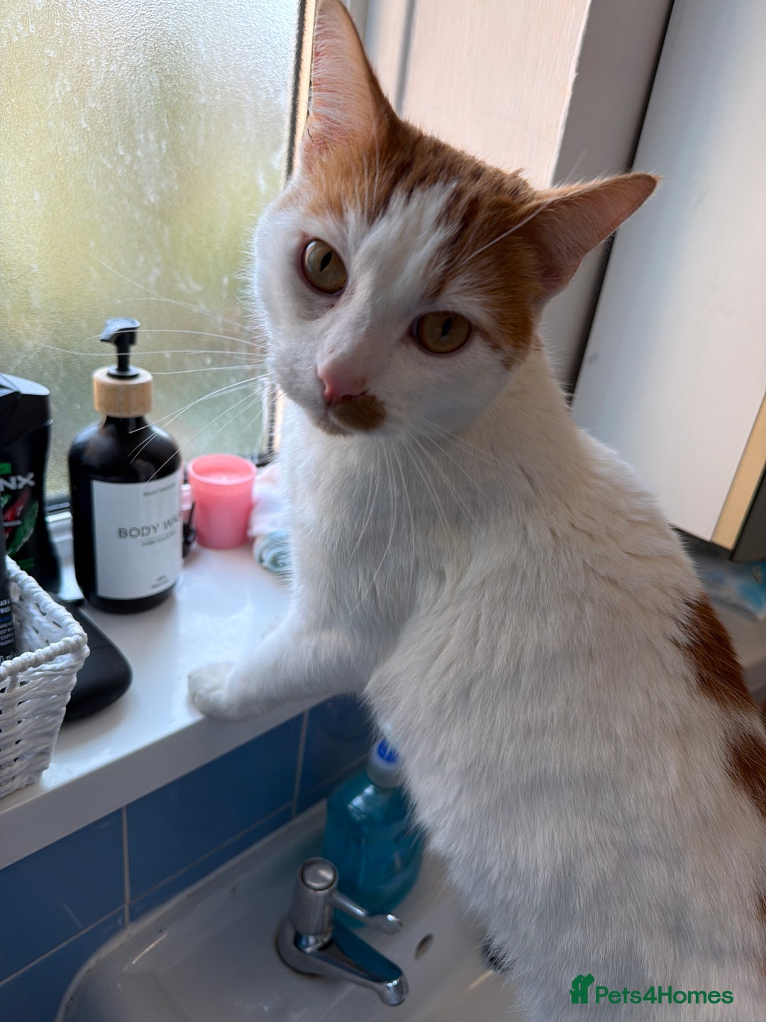 British Shorthair cats for sale: White and ginger cat  - Advert 2