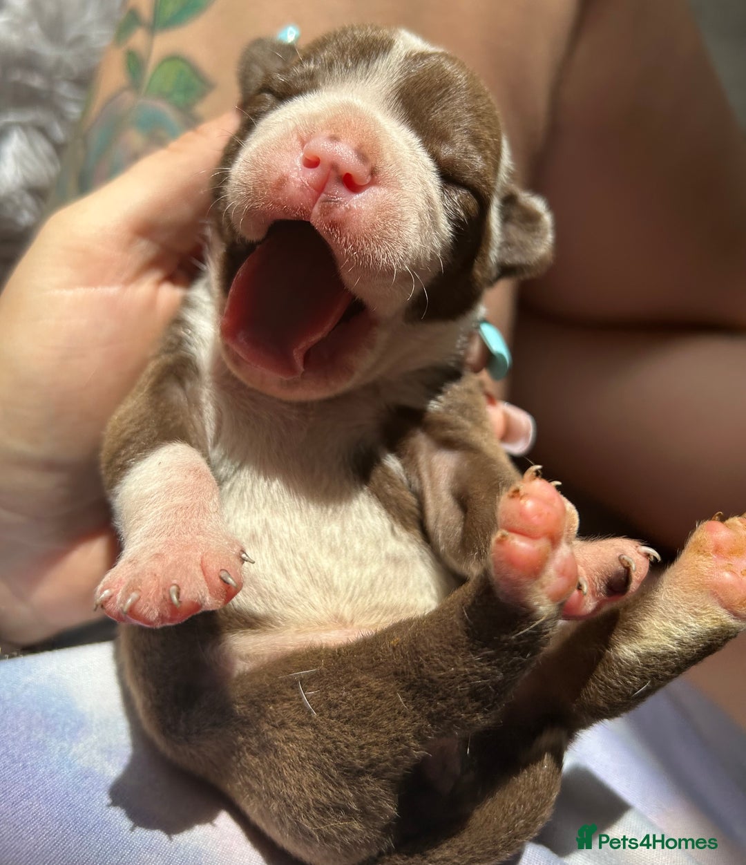 Olde English Bulldogge dogs for sale: CARTEL BLOODLINE OLDE ENGLISH PUPPIES!!  - Image 23