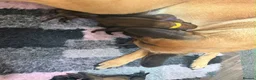 Belgian Shepherd Dog dogs for sale: Beautiful Belgium Shepard Dog in Wolverhampton - Advert 8