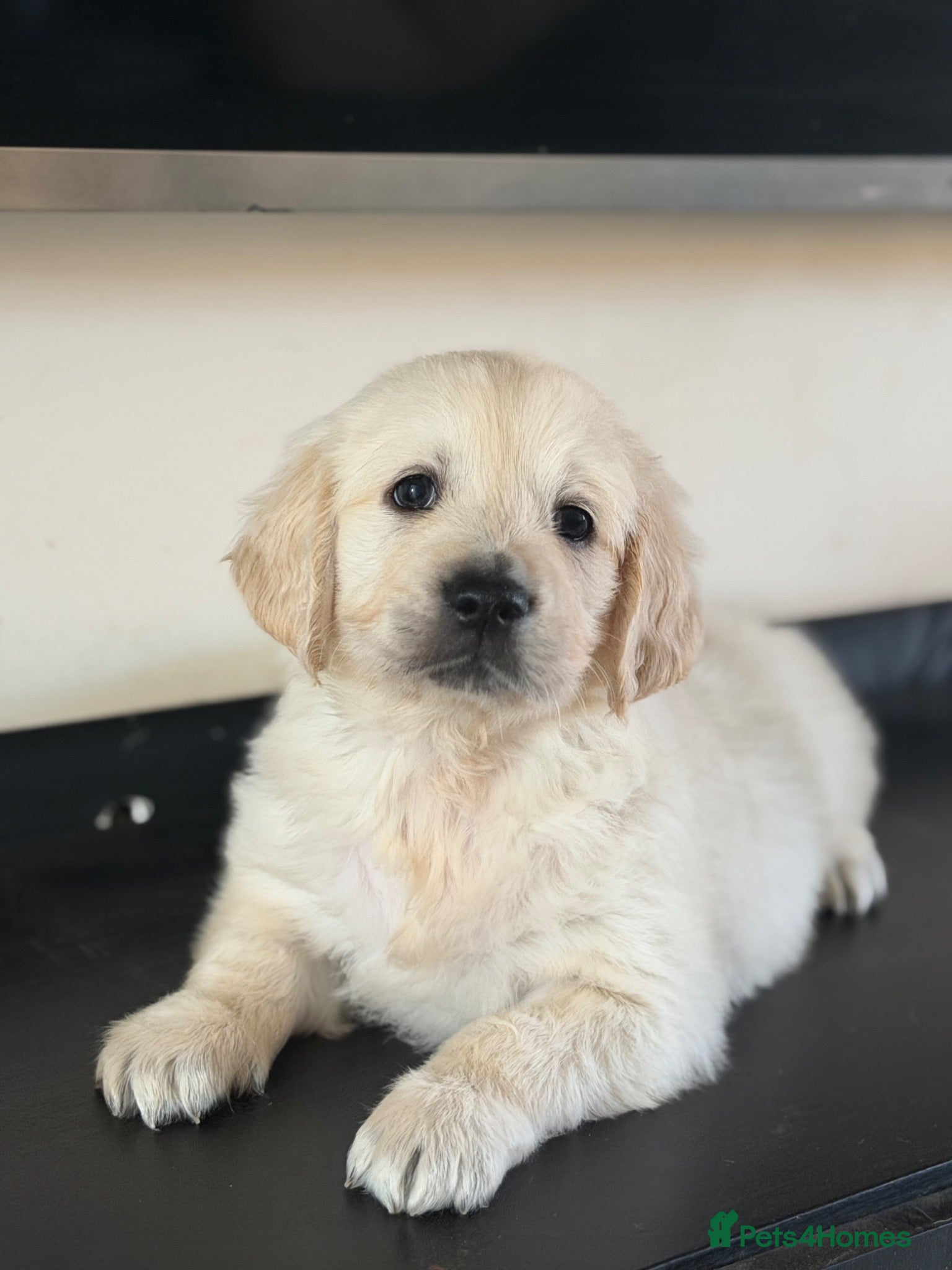 Golden Retriever dogs 2 stunning white boys KC REG TESTED PARENTS!  - Advert 5