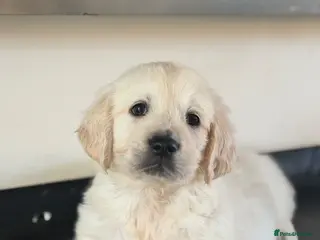Golden Retriever dogs 1 stunning white boy KC REG TESTED PARENTS! - Advert 8