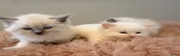 Ragdoll cats for sale: Beautiful ragdoll babies! 😻😻😻 - Advert 13