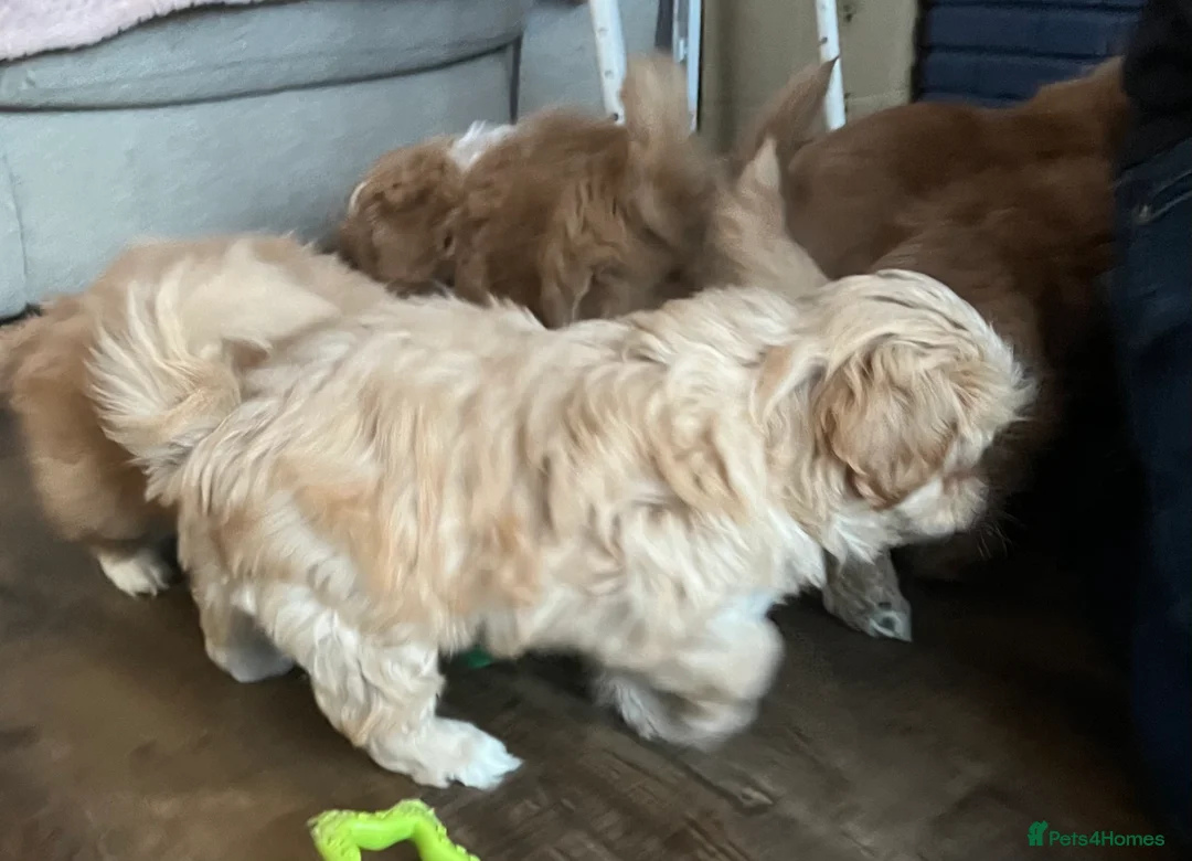 Mixed Breed dogs for sale: Cavapoo cross puppies - cuddly peekapoo pups  - Advert 5