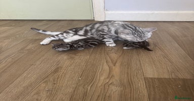 British Shorthair cats - Advert 1