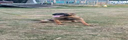 Belgian Shepherd Dog dogs for sale: Kc registered malinois  - Advert 4