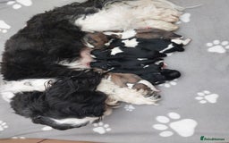 Shih Tzu dogs for sale: 🩷 Beautiful Shitzu Puppies 🩷 - Image 32