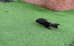 Miniature Dachshund dogs for sale: Beautiful dachshund puppies  - Advert 8