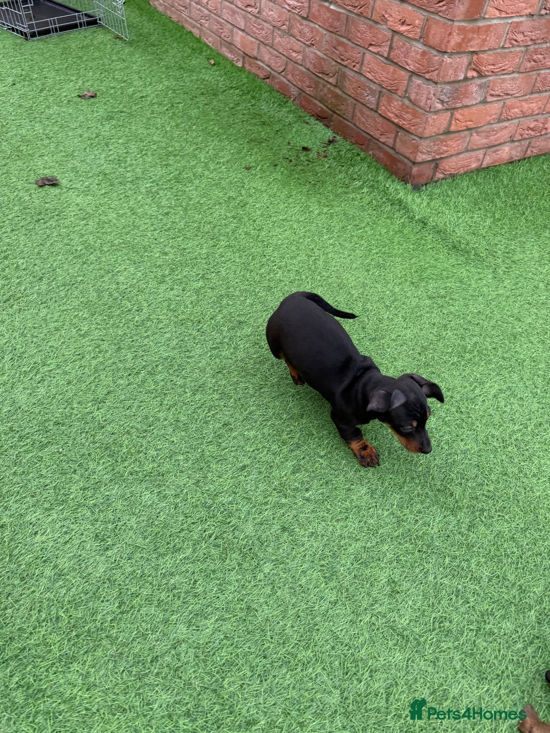 Miniature Dachshund dogs for sale: Beautiful dachshund puppies  - Advert 8