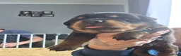 Rottweiler dogs for sale: Chunky rottweiler pups - Advert 7