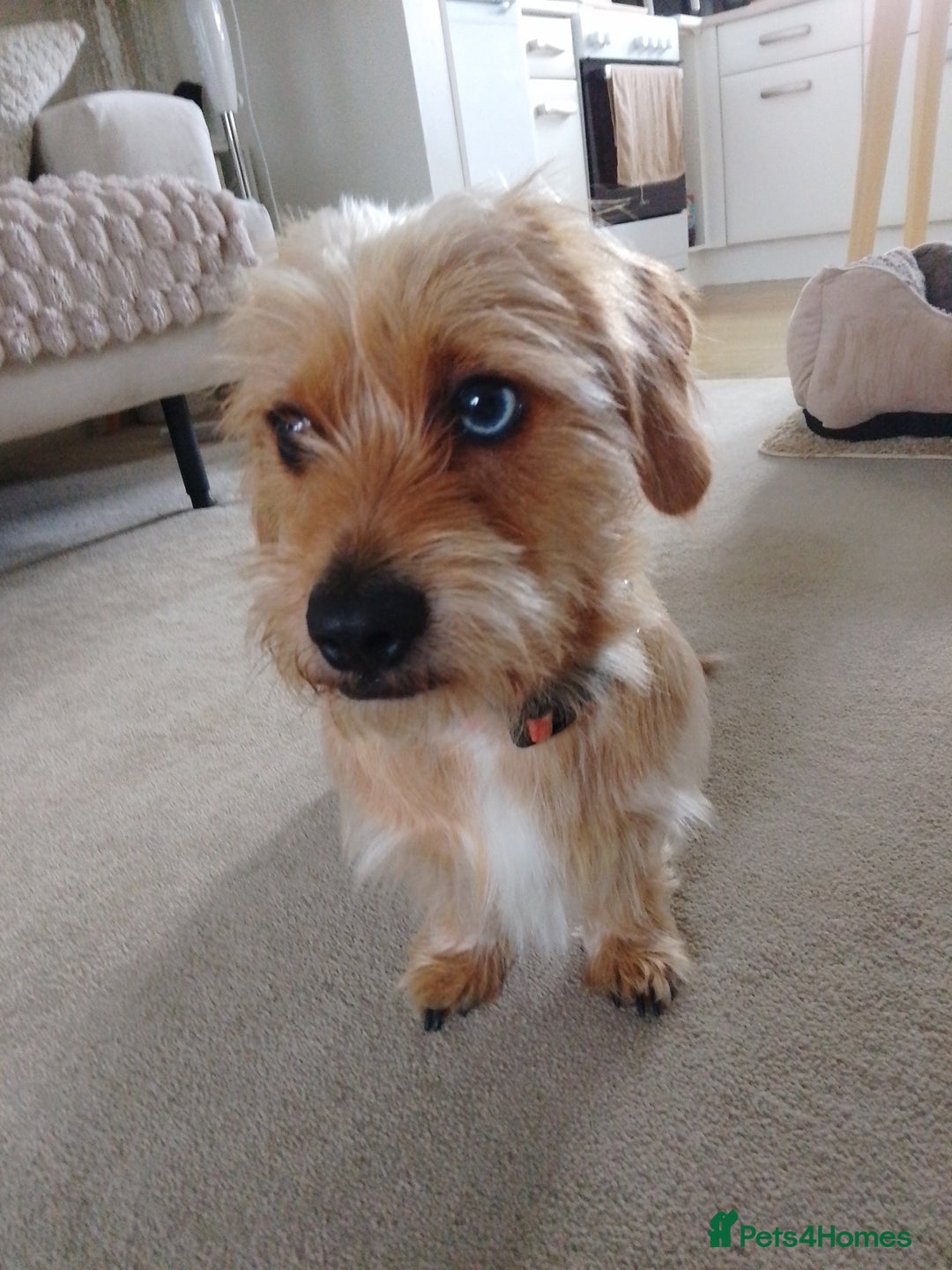 Mixed Breed dogs for sale: Shady 14 months- for rehoming  - Image 3