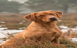 Labrador Retriever dogs for stud: 0/0 Hip & Elbows, Fully Health Tested in Tadcaster - Image 14