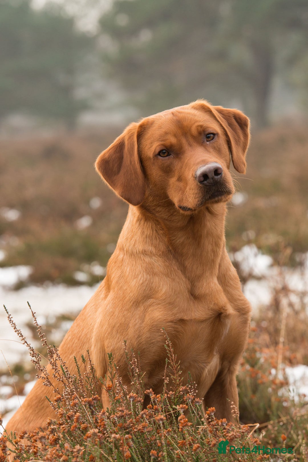 Labrador Retriever dogs for stud: 0/0 Hip & Elbows, Fully Health Tested in Tadcaster - Image 14