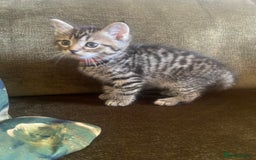 Bengal cats for sale: ‼️ RESERVED  ‼️Bengal x Persian  - Image 22