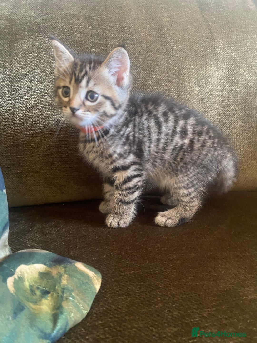 Bengal cats for sale: ‼️ RESERVED  ‼️Bengal x Persian  - Image 22