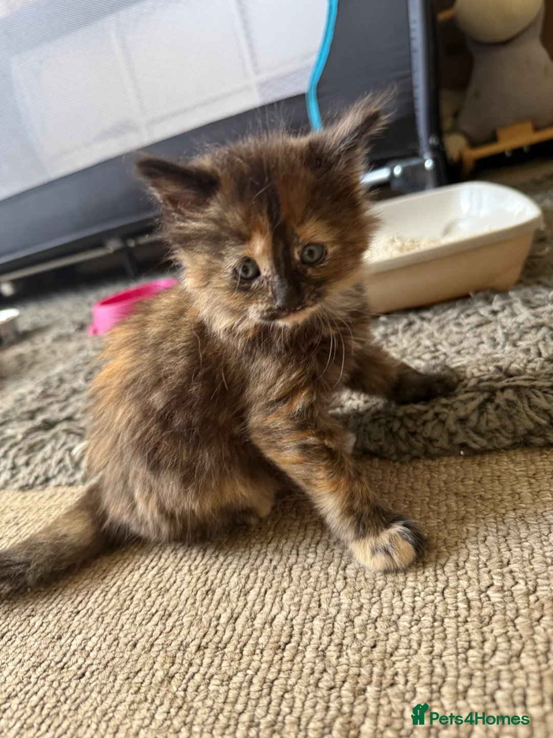 Mixed Breed cats for sale: 6 extremely fluffy kittens  in Rugby - Advert 1