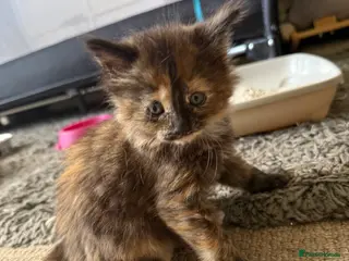 Mixed Breed cats 6 extremely fluffy kittens - Advert 2