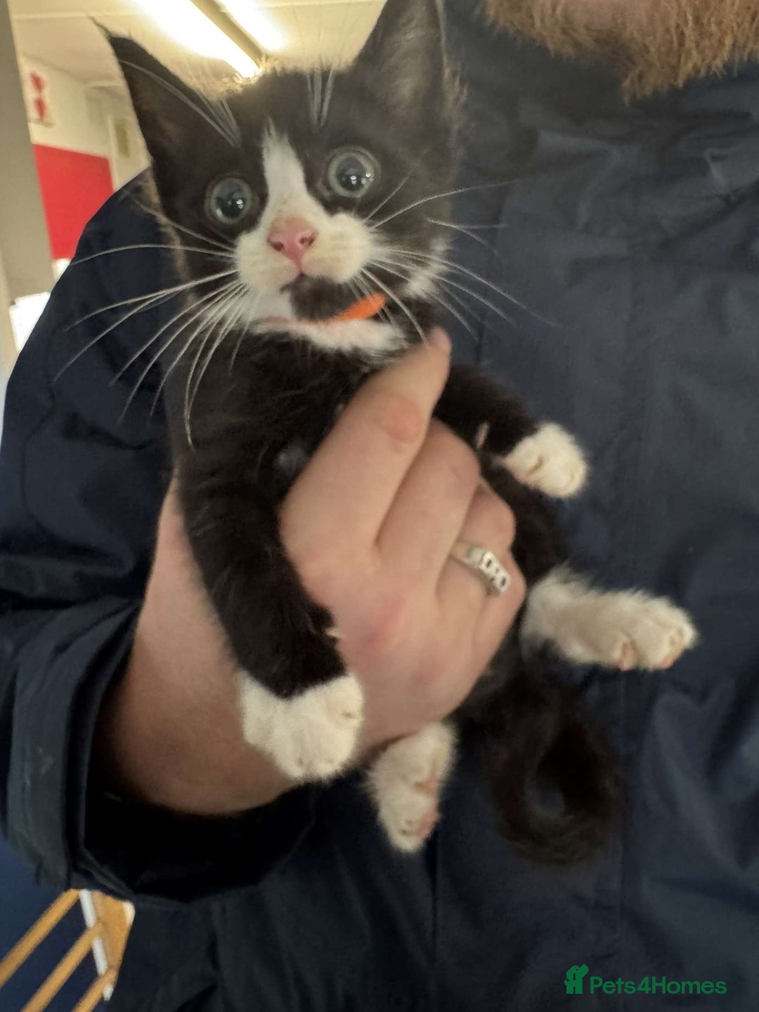 Mixed Breed cats for sale: 4 black and white kittens  - Image 8
