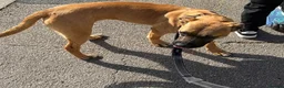 Mixed Breed dogs for sale: Belgian Mali x American Bulldog - Advert 3