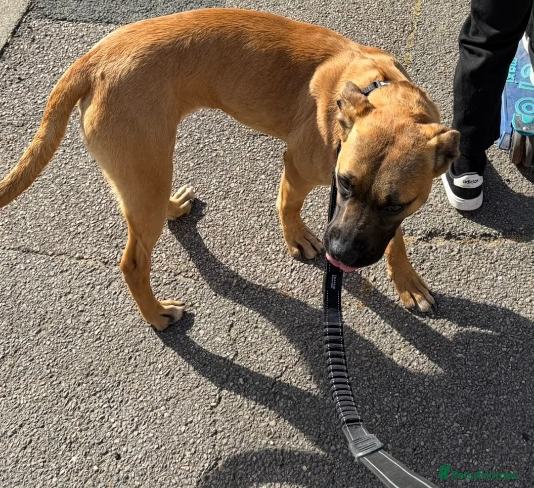 Mixed Breed dogs for sale: Belgian Mali x American Bulldog - Advert 3