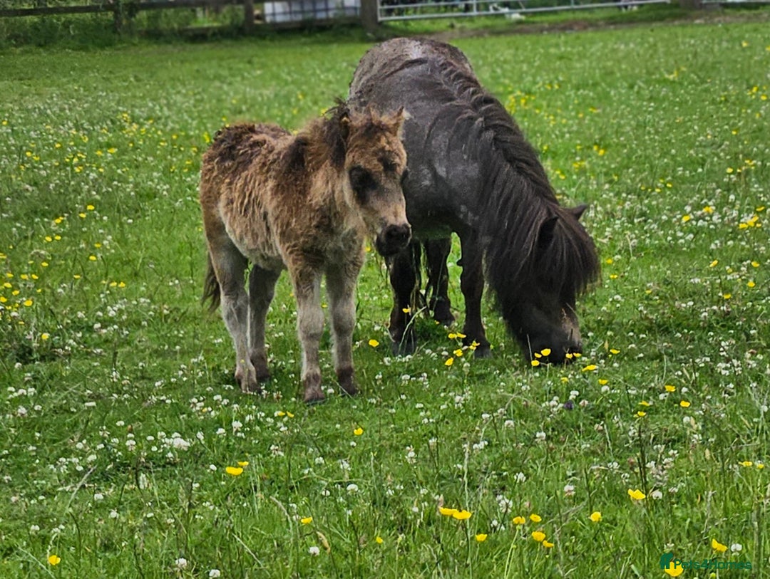 Shetland pony horses for sale: Buckskin roan colt  - Image 5