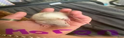 Rat rodents for sale: 8 baby girl rats in Basildon - Advert 2