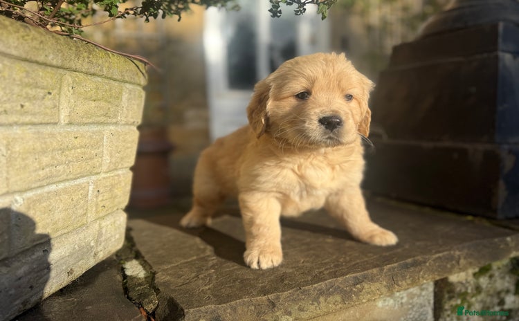 Golden Retriever dogs Four gorgeous boys available  - Advert 3