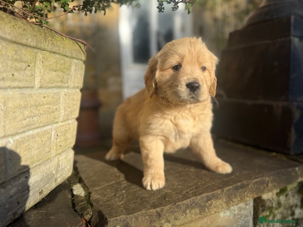 Golden Retriever dogs Four gorgeous boys available - Advert 5