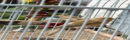 Canaries birds for sale: 2 Canaries for sale  - Advert 5