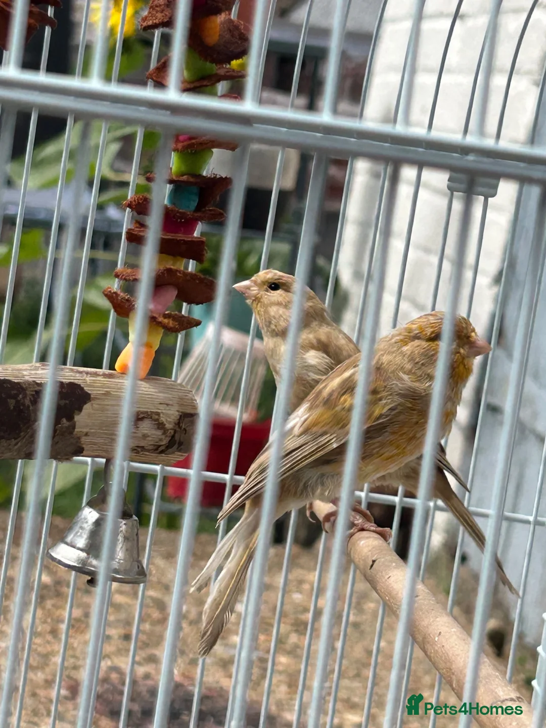 Canaries birds for sale: 2 Canaries for sale  - Advert 5