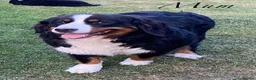 Bernese Mountain Dog dogs for sale: BEAUTIFUL BERNESE MOUNTAIN DOG PUPPIES-4 BOYS !!! - Advert 2