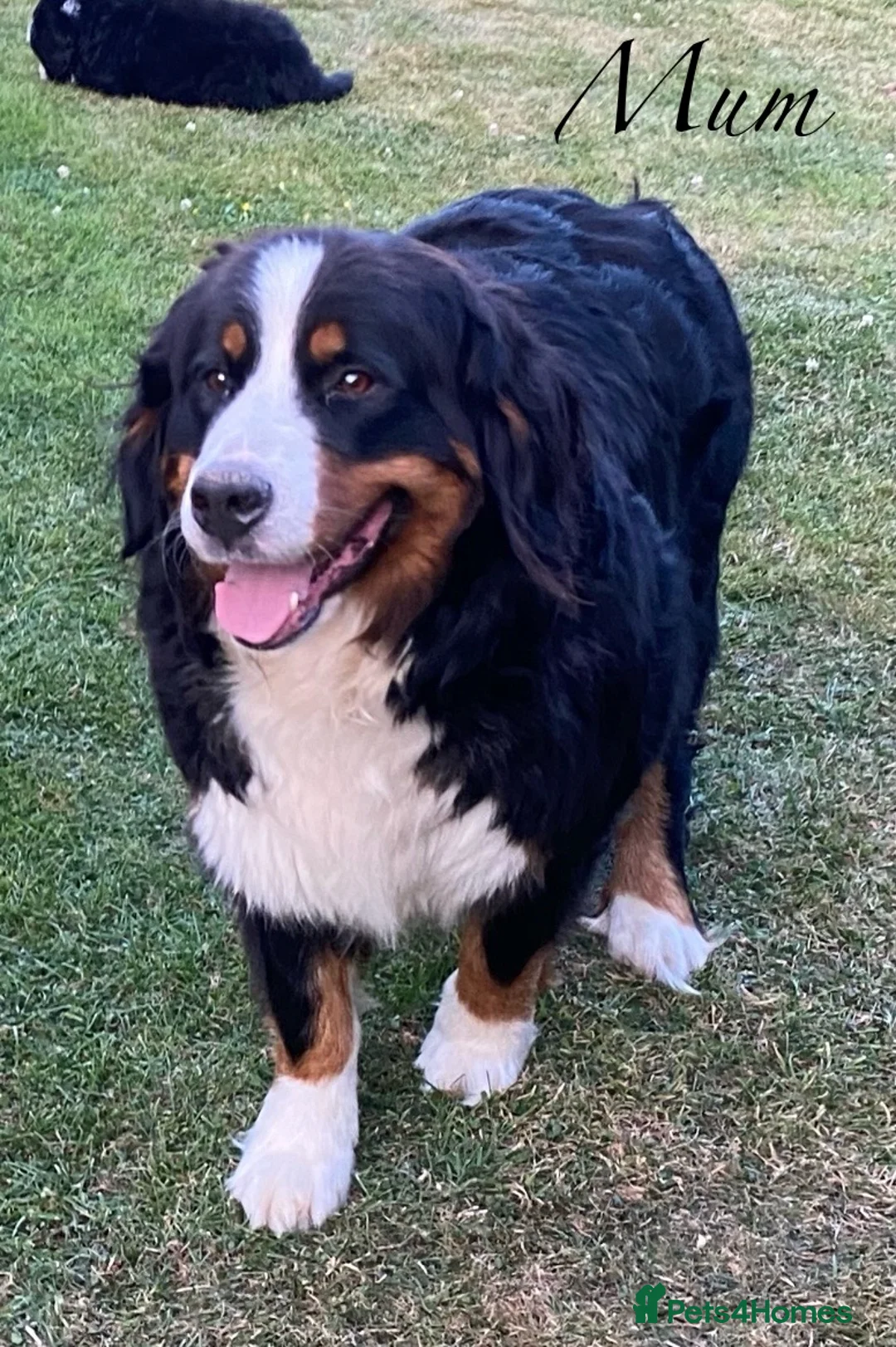 Bernese Mountain Dog dogs for sale: BEAUTIFUL BERNESE MOUNTAIN DOG PUPPIES-4 BOYS !!! - Advert 2