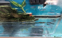 Plecos fish for sale: Plecos - Image 3