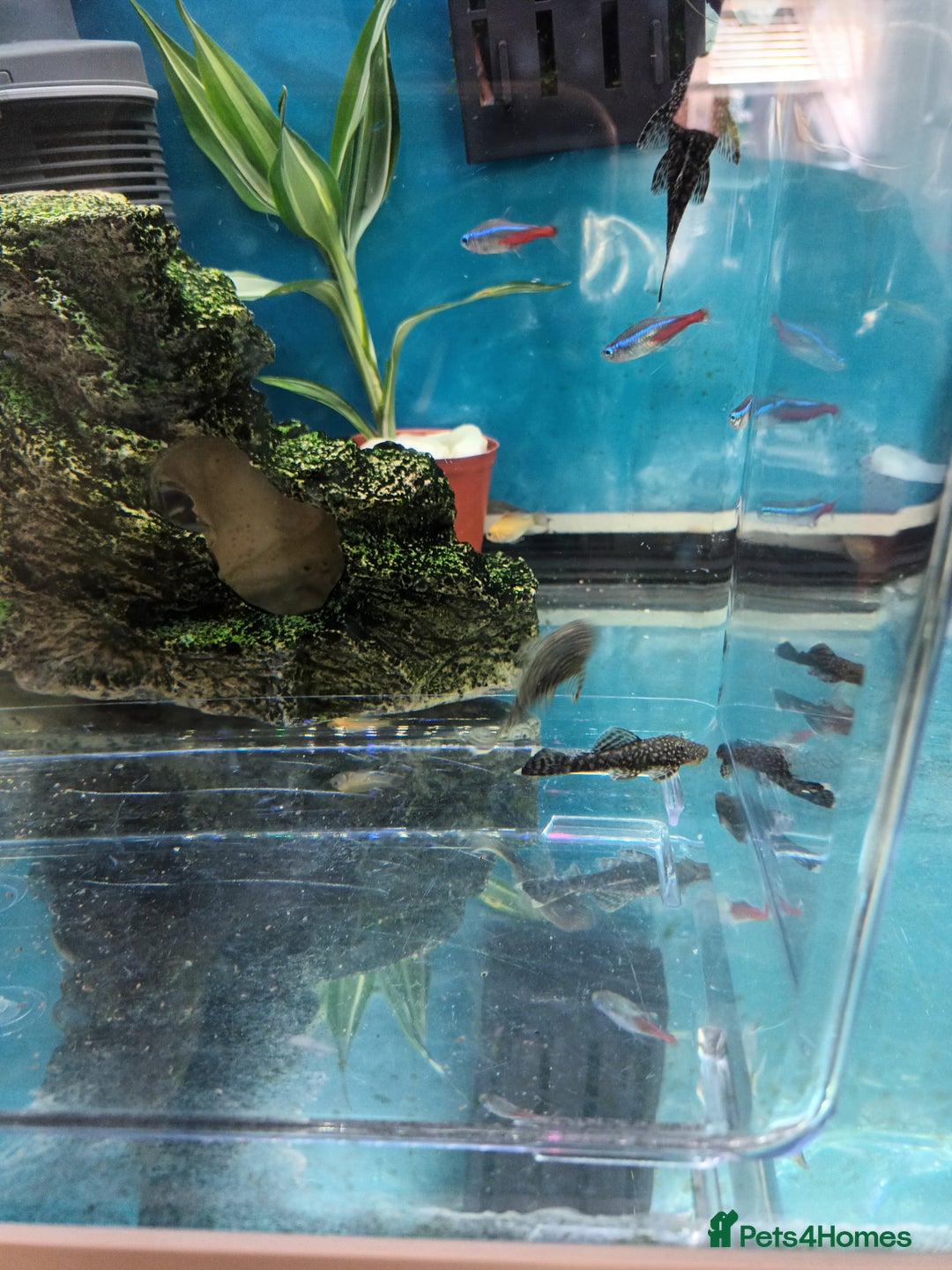 Plecos fish for sale: Plecos - Image 3