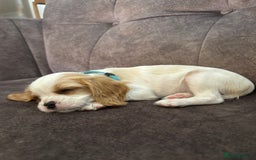 Cavachon dogs for sale: Cavalier King Charles X Cavachon - Image 12