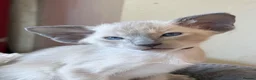 Siamese cats for sale: New Litter of kittens - Advert 5