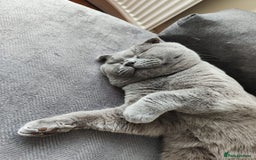 Scottish Fold cats for sale: Scottish Fold kittens for sale 3 Girls 2 Boys  - Advert 25