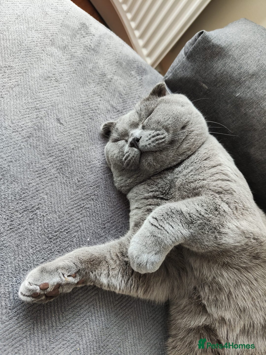 Scottish Fold cats for sale: Scottish Fold kittens for sale 3 Girls 2 Boys  - Advert 25