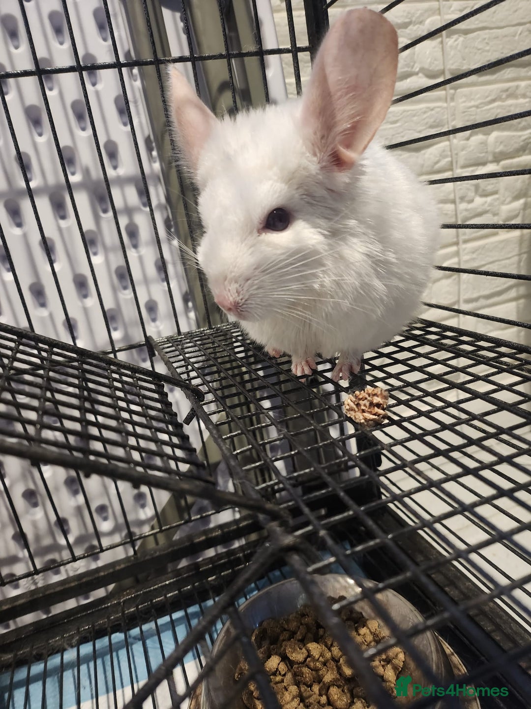 Chinchilla rodents for sale: ❄️Beautiful Pink White Chinchilla with Red Eyes❄️ - Advert 7