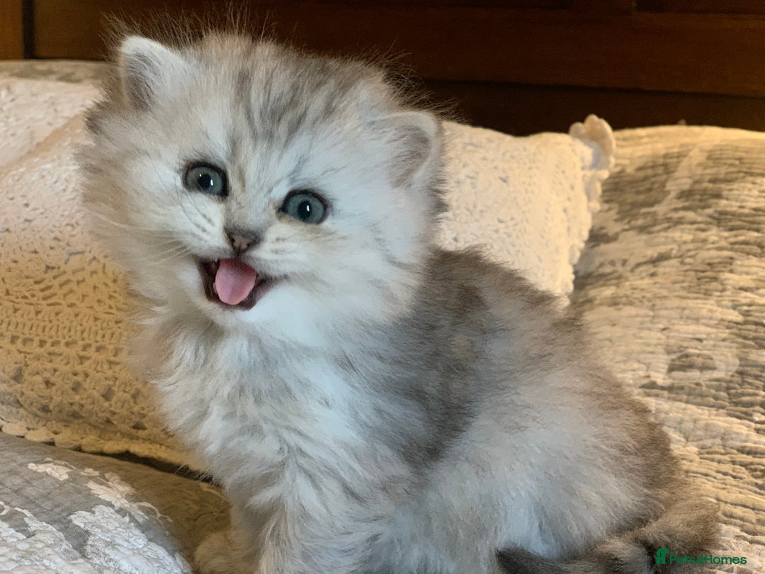 Persian cats for sale: Doll faced Persian kittens - Image 15