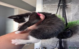 Ragdoll cats for sale: RagDoll/Tabby kittens  - Image 13
