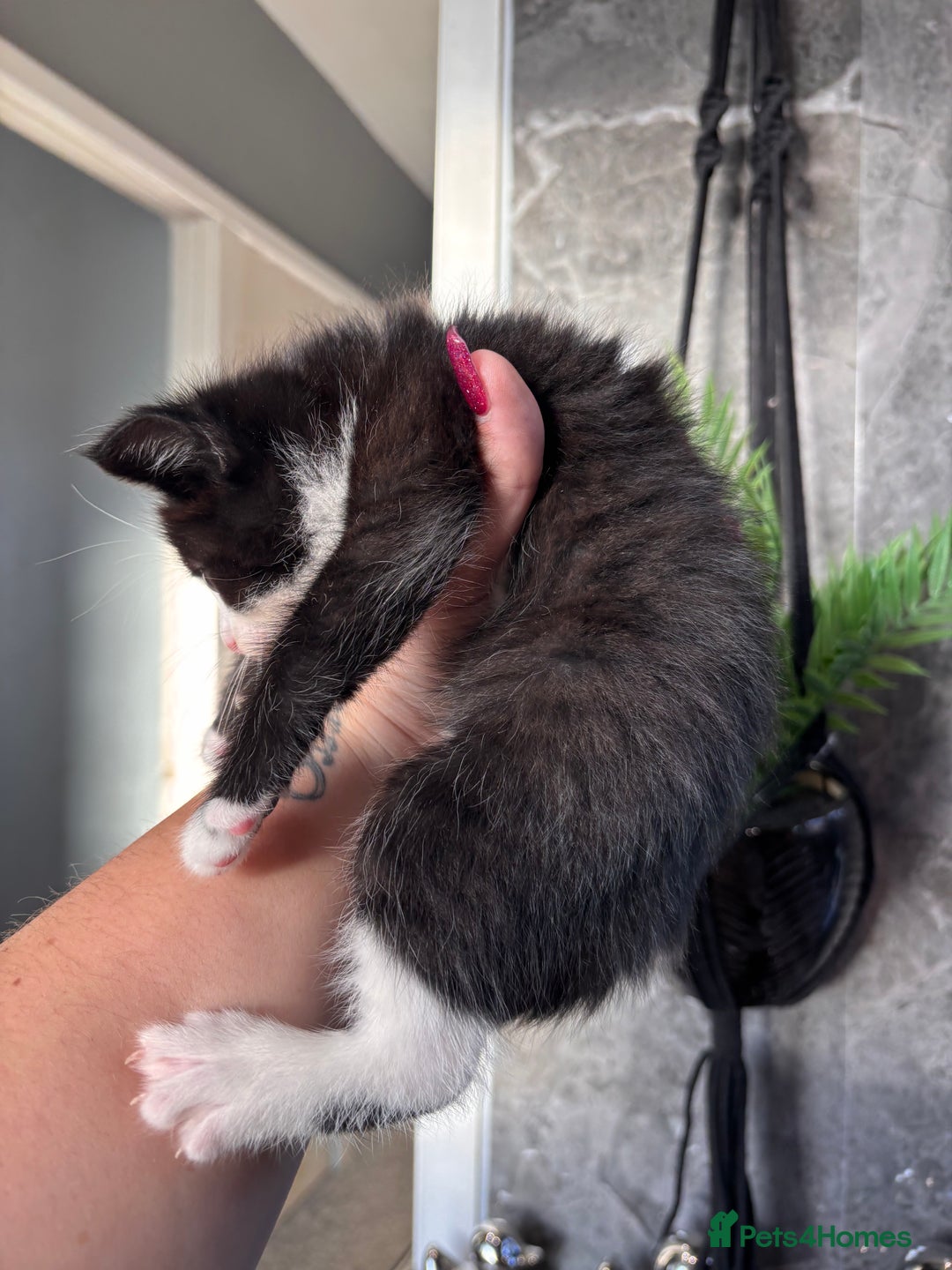 Ragdoll cats for sale: RagDoll/Tabby kittens  - Image 13