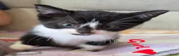 Mixed Breed cats for sale: Four adorable kittens - Advert 18