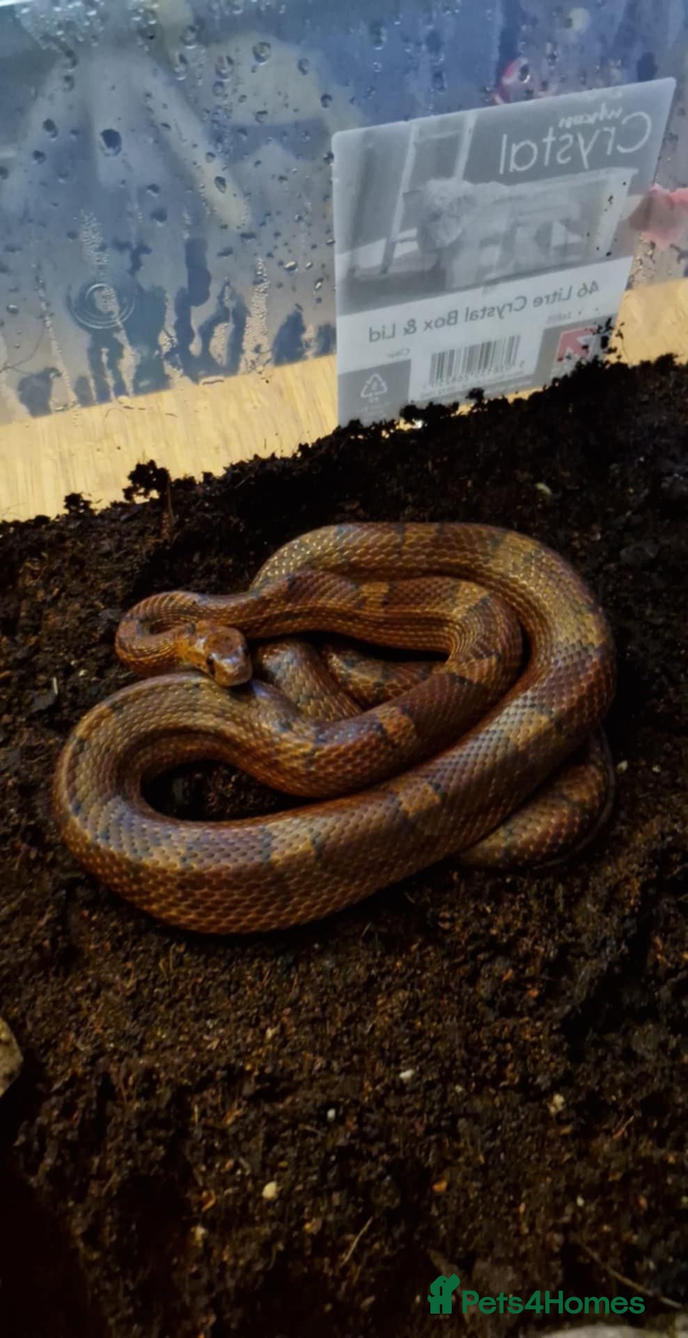 Corn Snake reptiles Corn snake for sale - Advert 1