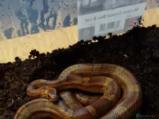 Corn Snake reptiles Corn snake **price drop** - Advert 1