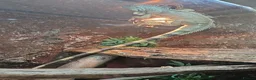 Iguana reptiles for sale: Male Axanthic Iguana  - Advert 7
