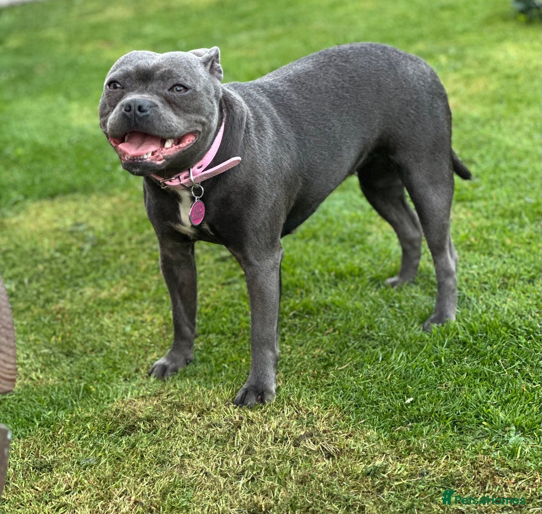 Staffordshire Bull Terrier dogs for sale: Blue staffy pups - Image 3