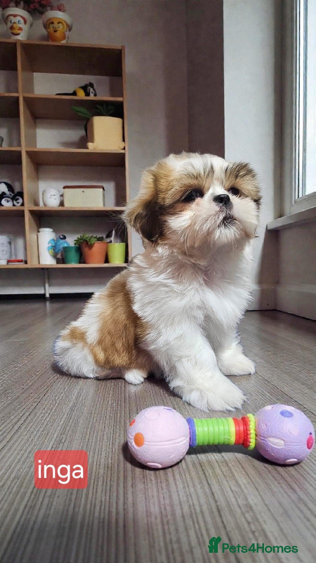 Shih Tzu dogs 💞 QUALITY STANDARD SHIH TZU 💞 - Advert 4