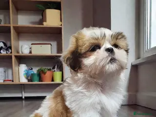 Shih Tzu dogs 💞 QUALITY STANDARD SHIH TZU 💞 - Advert 4